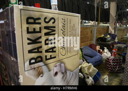 Toronto, Ontario, Kanada. 6. November 2016. Konkurrenten werden jeder Zeit oder horizontale Oberfläche, etwas Schlaf in den langen Tagen der Vorbereitung und des Wettbewerbs auf der Royal Agricultural Winter Fair in Toronto, Ontario am Sonntag, 6. November 2016 zu fangen nutzen. Das Royal verfügt über mehr als 2.000 landwirtschaftlichen Wettbewerben mit mehr als 5.000 Tiere, handgemachten Käse, Ontario Weine und riesigen Gemüse. Bildnachweis: Peter Power/ZUMA Draht/Alamy Live-Nachrichten Stockfoto