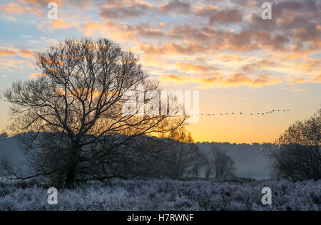 Schwarm Vögel fliegen in einer Zeile in eine winterliche, frostige, morgen Landschaft Szene in den Fluss Avon Tal am Rande des New Forest, Hampshire, England, Großbritannien Stockfoto