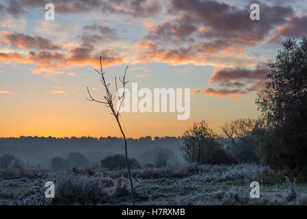 Ein einsamer Junge Baum oder Bäumchen gegen Orange und sunrise in einem winterlich frostigen Morgen Landschaft Szene in den Fluss Avon Tal am Rande des New Forest, Hampshire, England, Großbritannien Stockfoto