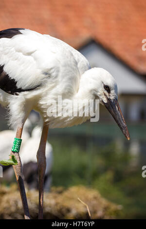 Ein Jungstorch stehend in einem Nest. Stockfoto