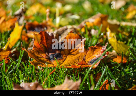 Close-up auf einem Tau bedeckten Herbst Blatt auf dem Rasen Stockfoto