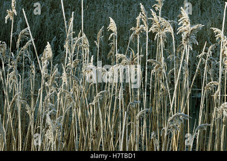 Rime auf Schilf. Stockfoto