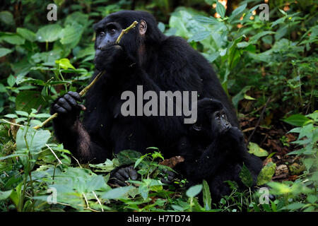 Mutter und Baby von Berggorillas (Gorilla Beringei Beringei) Fütterung in den Wald. Undurchdringliche Bwindi Nationalpark, Uganda Stockfoto