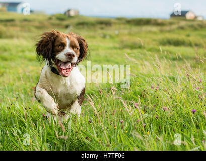 Springer Spaniel spielen in einem Feld Stockfoto