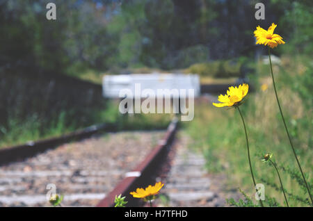 Blumen und Unkraut am Ende einer verlassenen alten Eisenbahnlinie. Tiefenschärfe. Stockfoto