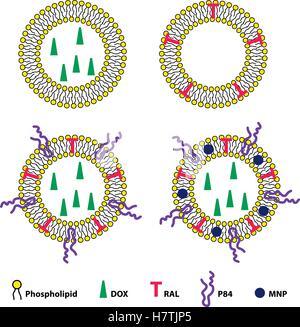 Medizinische Vektor-Illustration von Liposomen-Drug-Delivery-system Stock Vektor