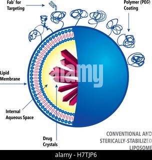 Medizinische Vektor-Illustration von Liposomen-Drug-Delivery-system Stock Vektor