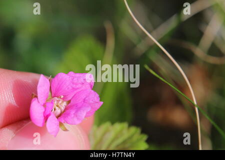 Stein Brombeere (Rubus Inselbogens) Blüte in einer Hand gehalten. Stockfoto