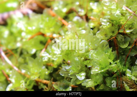 Transparente Blätter der Rhizomnium Punctatum, auch genannt punktiert Thymian-Moos. Stockfoto