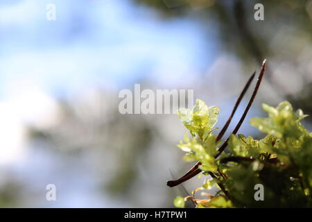 Transparente Blätter der Rhizomnium Punctatum, auch genannt punktiert Thymian-Moos. Stockfoto