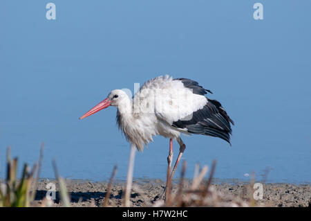 Weißstorch, Ciconia Ciconia, Erwachsener auf Nahrungssuche im flachen Wasser im Feuchtgebiet. Stockfoto