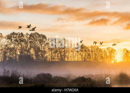 Gänse bei Sonnenaufgang, Sunrise, Burnaby Lake Regionalpark, Burnaby, British Columbia, Kanada. Stockfoto