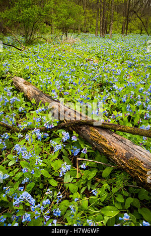 Virginia Bluebells bedecken den Waldboden im Carley State Park im Südosten von Minnesota. Stockfoto