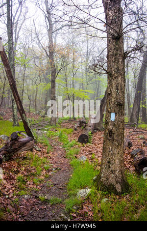 Blaue Blazing in Shenandoah auf einem Wanderweg an einem nebligen Frühlingstag Stockfoto