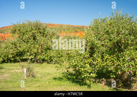 Obstgärten in der Nähe von Mont Saint-Hilaire in Quebec, Kanada. Stockfoto