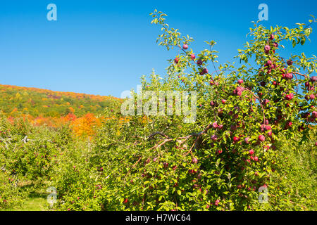 Obstgärten in der Nähe von Mont Saint-Hilaire in Quebec, Kanada. Stockfoto