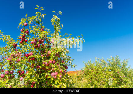 Obstgärten in der Nähe von Mont Saint-Hilaire in Quebec, Kanada. Stockfoto