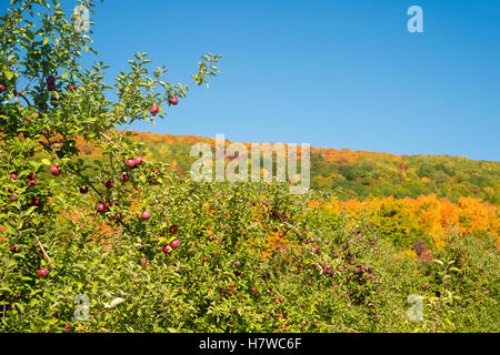 Obstgärten in der Nähe von Mont Saint-Hilaire in Quebec, Kanada. Stockfoto