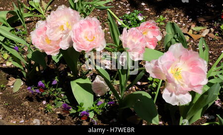 Wunderschöne Pfingstrose Tulpen in voller Blüte Stockfoto