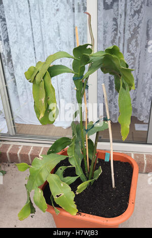 Epiphyllum Oxypetalum oder auch bekannt als Königin der Nacht Orchidee-Kaktus wächst in einem Topf Stockfoto