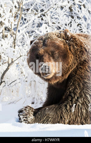 Gefangenschaft: Nahaufnahme von ein großer Eber Braunbär ruht im Schnee an einem sonnigen Wintertag, Alaska Wildlife Conservation Center, Yunan Alaska, USA Stockfoto