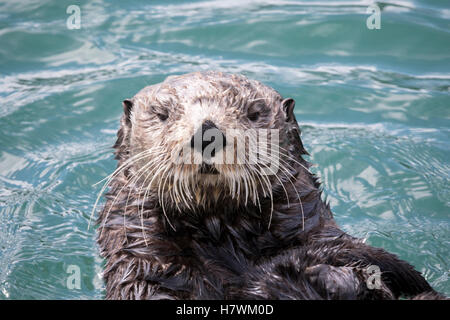 Seeotter (Enhydra Lutris) schwimmt im Resurrection Bay in der Nähe von Seward kleiner Bootshafen, schaut in die Kamera, Süd-Zentral-Alaska Stockfoto