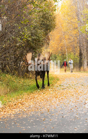 Stier Elch (Alces Alces) in der Brunftzeit zu Fuß entlang der Tony Knowles Coastal Trail in der Nähe von Erdbeben Park Stockfoto