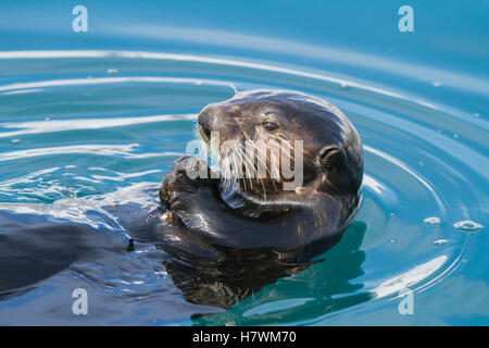 Ein Seeotter schwimmt in den kleinen Bootshafen von Whittier und nascht am Seestern, Yunan Alaska, USA Stockfoto