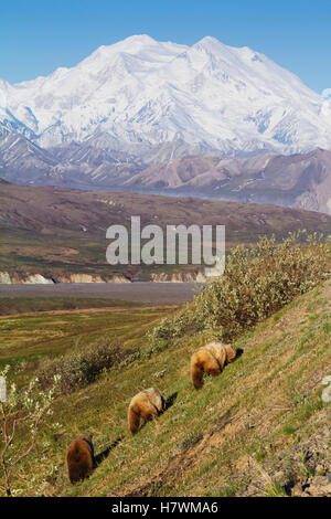 Sau Und Zwei Cubs Blättern Sie Entlang Der Park Road In Der Nähe Des Eielson Visitor Centre Mit Denali Im Hintergrund, Denali National Park, Interior... Stockfoto