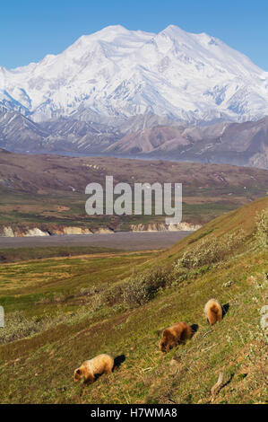 Sau Und Zwei Cubs Blättern Sie Entlang Der Park Road In Der Nähe Des Eielson Visitor Centre Mit Denali Im Hintergrund, Denali National Park, Interior... Stockfoto