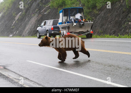 Eine weibliche Braunbären kreuzt Dayville Straße in der Nähe der Fischaufzucht am Allison Punkt, Valdez, Yunan Alaska, USA Stockfoto