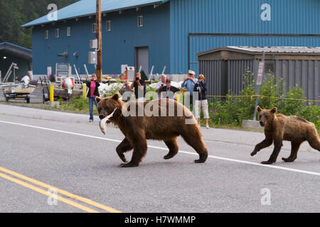 Braunbär Sau kreuzt die Dayville-Straße mit einem Jungtier als Leute zu beobachten, Valdez, Alaska, USA Yunan Stockfoto