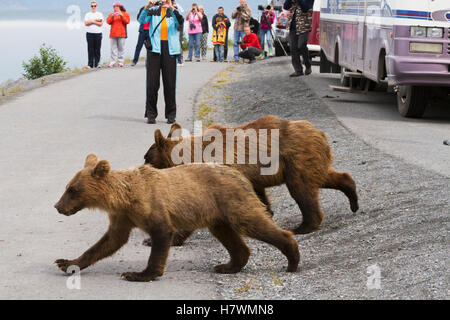 Paar der 18 Monate alte Braunbär jungen laufen vorbei an Touristen auf den Radweg und fahren bis zum Ozean zu Fischen, Valdez, Yunan Alaska, USA Stockfoto