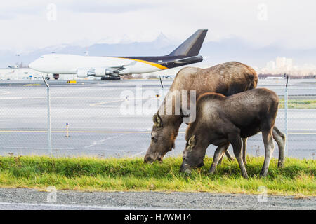 Kuh und Kalb Elch Fütterung mit einem UPS-Flugzeug im Hintergrund, Ted Stevens International Airport, West Ankerplatz im Herbst. Yunan Alaska. Stockfoto