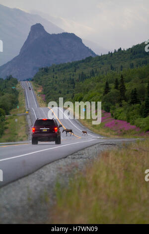 Ein Auto bremst, als Eine Kuh Elche und ihr Kalb im Sommer den Glenn Highway in der Nähe des Sheep Mountain überqueren. Südzentralalaska. Löwen Kopf Berg I. ... Stockfoto