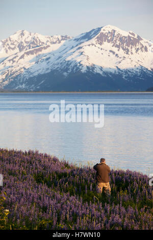 Mann des Feldes der Lupine im Juni neben den Seward Hwy und Turnagain Arm. Southcentral Alaska zu fotografieren. Stockfoto