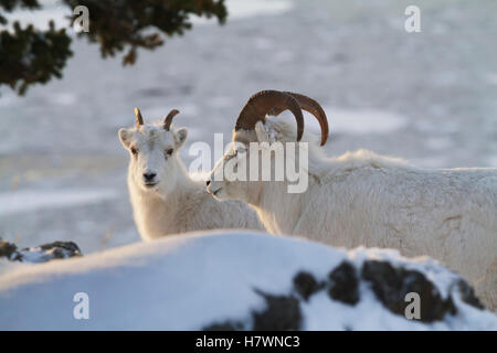 Eine junge Dallschafe Ram steht mit ein Mutterschaf während der Brunft im Herbst in den Chugach Berge Ausläufern. Spätherbst Yunan Alaska. Turnagain Arm. Stockfoto