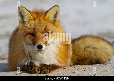 Rotfuchs (Vulpes Vulpes) ruht auf schmelzendem Schnee auf arktische Tundra, Frühjahr, arktische Küstenebene, Nordhang, Nordalaska Stockfoto