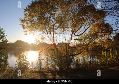 Chicorée Ort Morgen. Stockfoto
