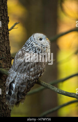 Habichtskauz (Strix Uralensis) thront auf einem Ast eines Baumes Nadelbaum, herbstliche Hellfarbiges Holz, schöne Hintergrundfarben beobachten. Stockfoto