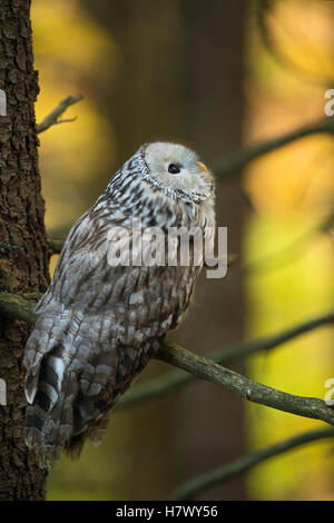 Ural Owl (Strix uralensis) auf einem Ast in einem Nadelbaum, beobachtete herbstlich farbige Hölzer, schöne Hintergrundfarben, Europa. Stockfoto