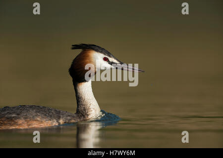 Toller Haubentaucher (Podiceps cristatus), Nahaufnahme, schwimmt in der Nähe, schönes Licht und Farben, sauberer Hintergrund, Tierwelt, Europa. Stockfoto