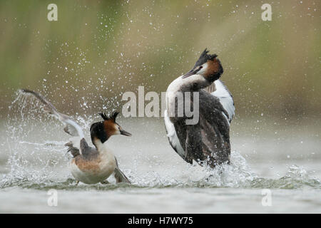 Großkrebenvögel ( Podiceps cristatus ), Rivalen, territoriales Verhalten während der Paarungszeit, im harten Kampf, Kämpfen, Springen, Wildtiere, Europa. Stockfoto