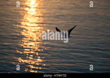 Geringerem Black-backed Gull (Larus Fuscus) im Flug über offenes Wasser, hinterleuchtete Situation, goldenen Sonnenlicht schimmern auf der Oberfläche. Stockfoto