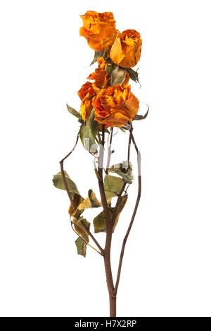 Orange und gelbe trockene Rosen auf weißem Hintergrund Stockfoto