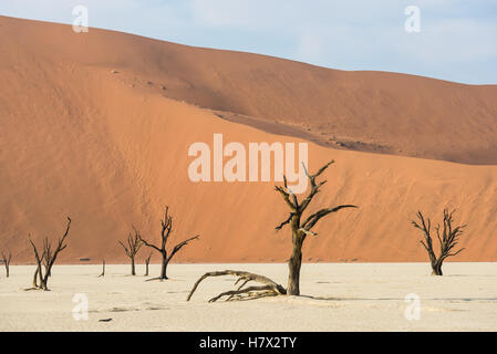 Tot trockene Bäume DeadVlei Tal, umgeben von bunten riesigen Dünen der Namib Wüste Stockfoto