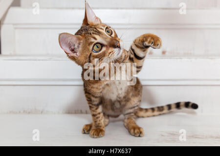 Bengal Kätzchen spielen. Schöne Bengal Kätzchen sitzt auf der weißen Treppe, Blick auf Spielzeug und spielen. Stockfoto