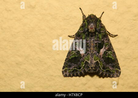 Basallappen Moth (Trachea Atriplicis) an der Wand sitzen. Stockfoto