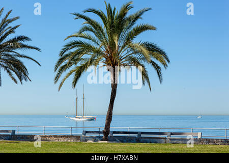 Palmen Sie am Meer an einem sonnigen Tag. Im Hintergrund ist Sailer in völlige Ruhe. , Wolkenlosen Himmel über Kopf. Stockfoto