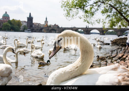 Schwarm von Schwänen ruhen am Fluss Moldau im Sommer in der Nähe von Karlsbrücke Stockfoto